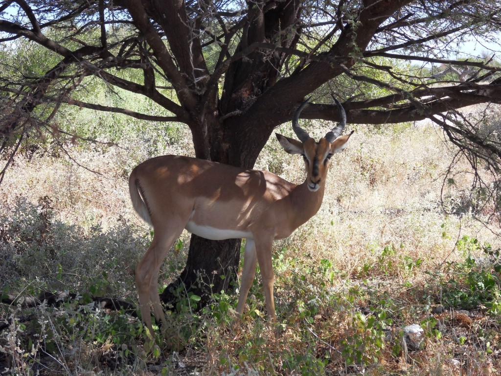 SAMSUNG DIGITAL CAMERA