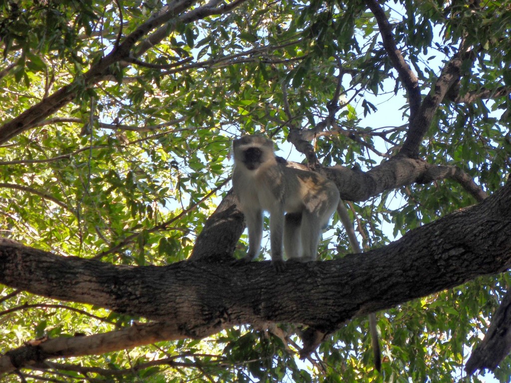 SAMSUNG DIGITAL CAMERA