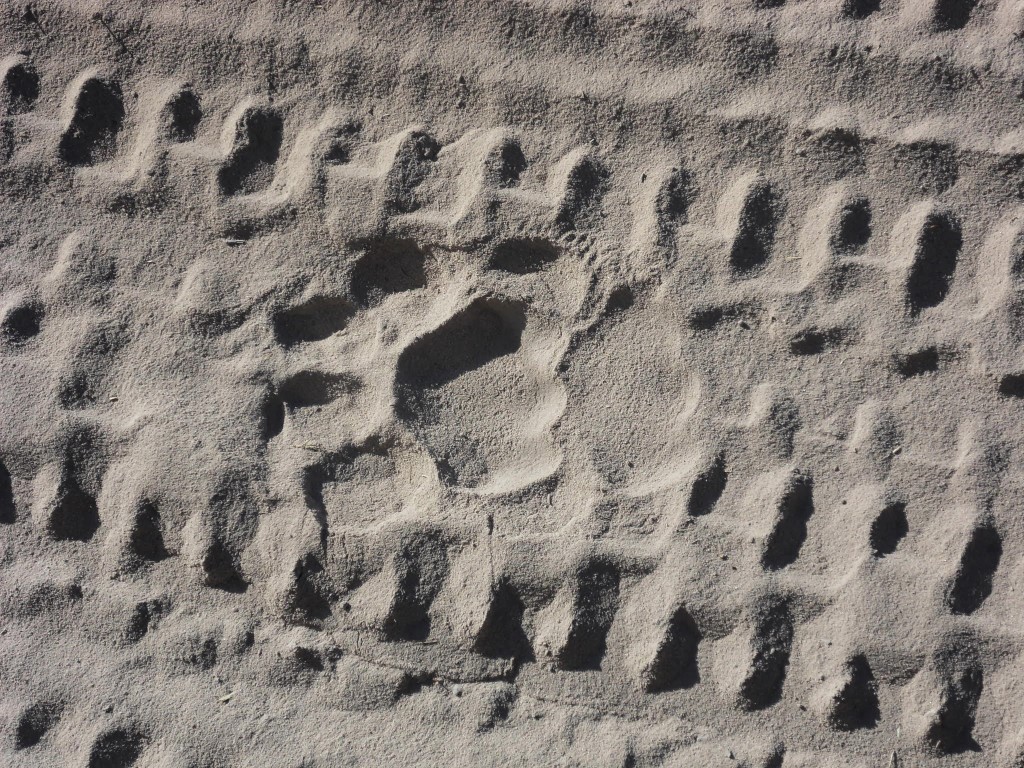 SAMSUNG DIGITAL CAMERA